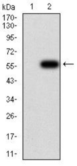 OTUD4 Antibody (3B12G11) - BSA Free, Novus Biologicals 0.1mg; Unlabeled:Antibodies,